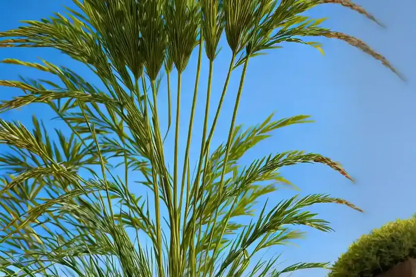Papyrus (cyperus papyrus king tut) — photo 2