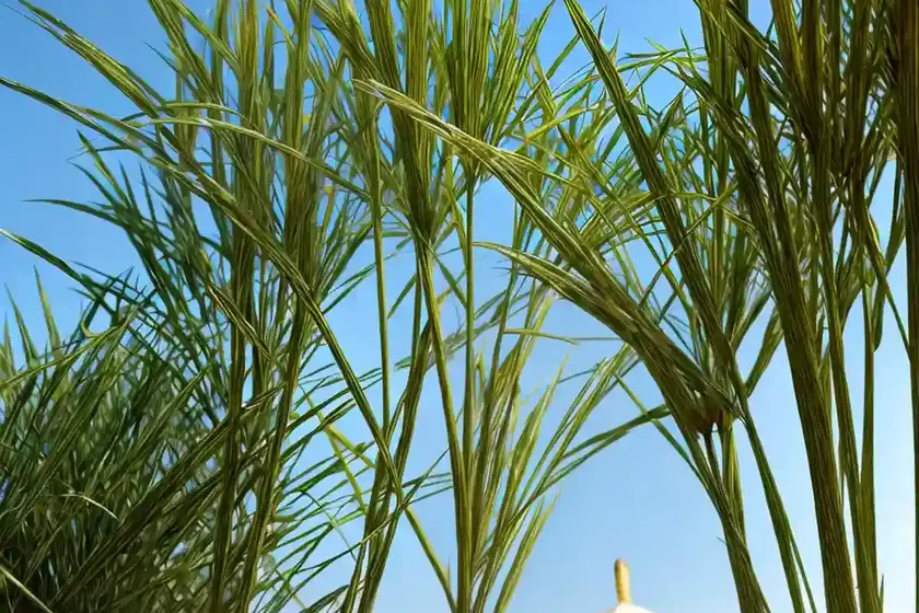 Papyrus (cyperus papyrus king tut) — photo 3