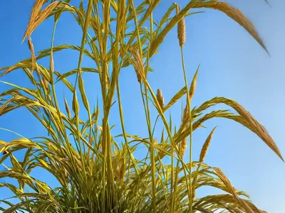 Papyrus (Cyperus Papyrus KING TUT)
