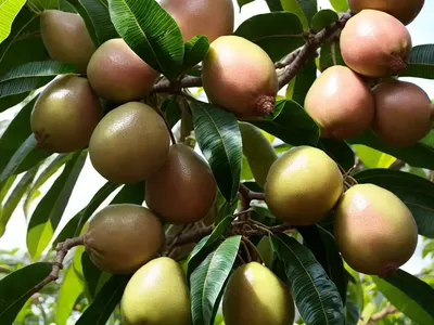 Para Guava (Psidium Acutangulum)