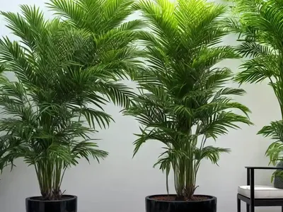 Parlor Palm (Chamaedorea Elegans)