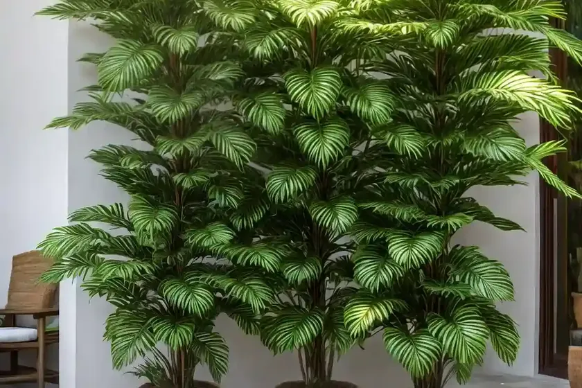Parlour palm (neanthe bella) — photo 3
