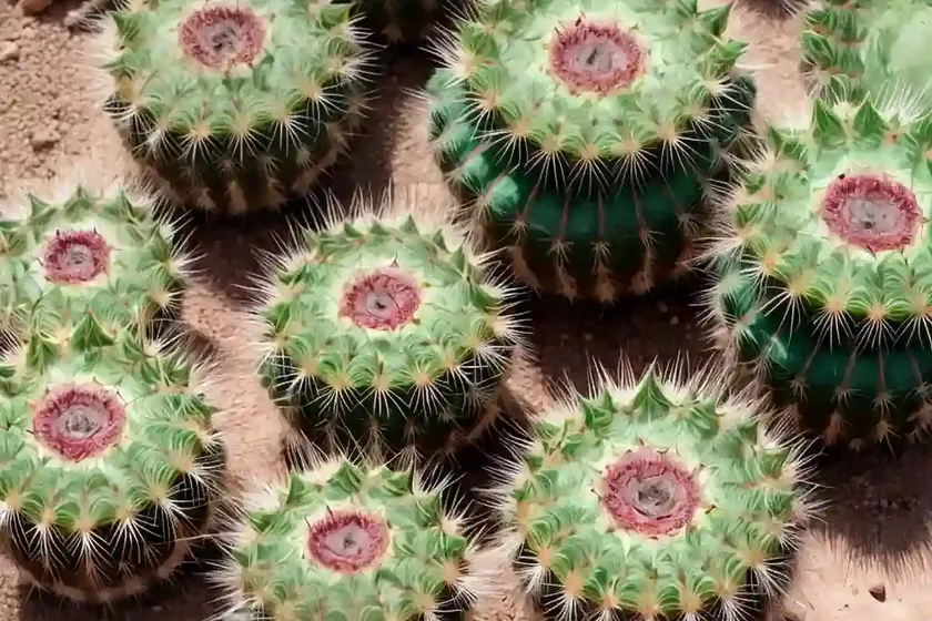 Parodia comarapana (parodia comarapana) — photo 2