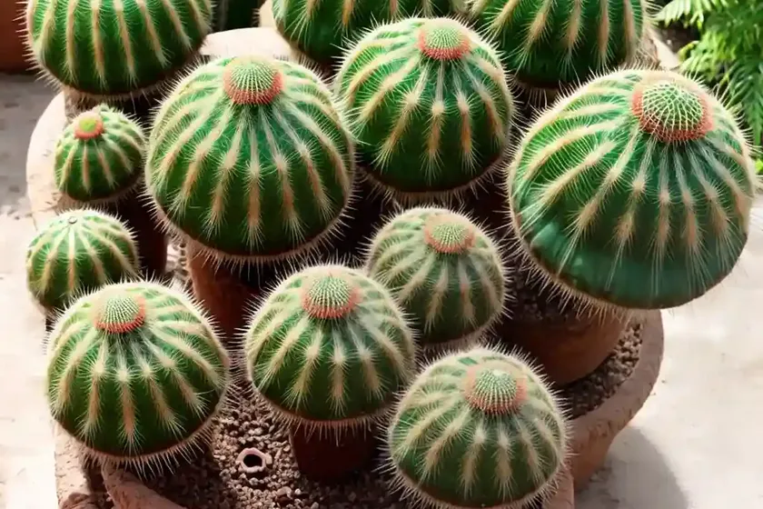 Parodia comarapana (parodia comarapana) — photo 3