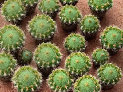 Parodia Comarapana (Parodia Comarapana)
