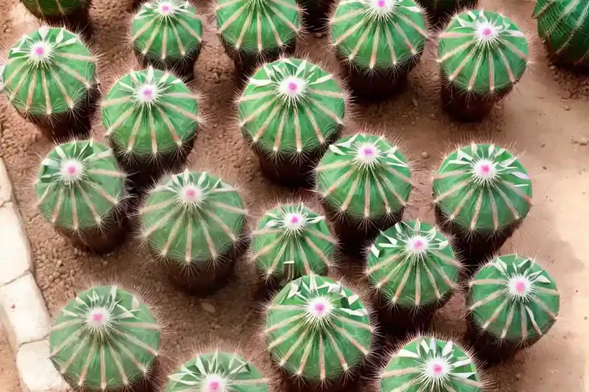 Parodia warasii (parodia warasii syn. notocactus warasii) — photo 2