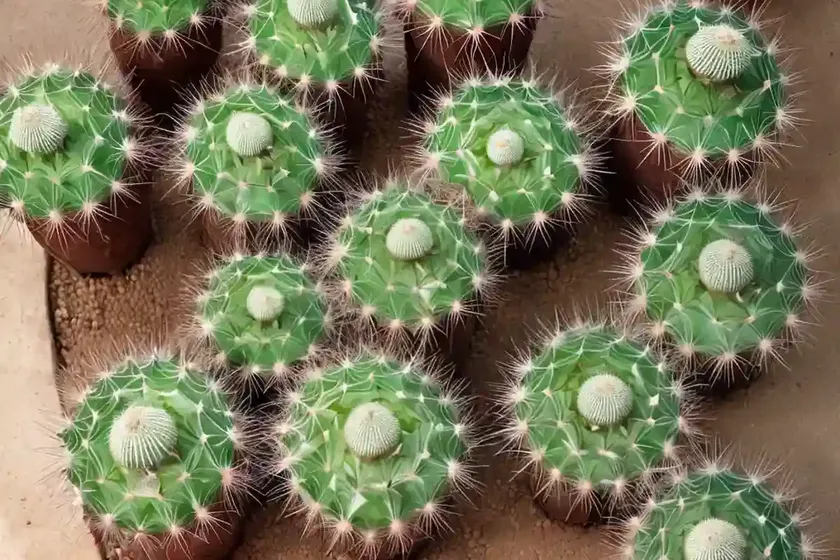 Parodia warasii (parodia warasii syn. notocactus warasii) — photo 3