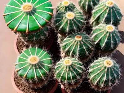 Parodia Warasii (Parodia Warasii Syn. Notocactus Warasii)