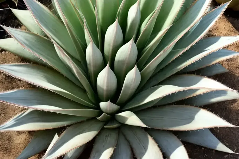 Parry’s agave (agave parryi) — photo 2