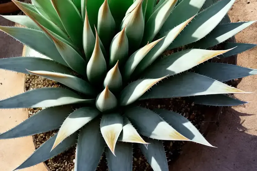 Parry’s agave (agave parryi) — photo 2