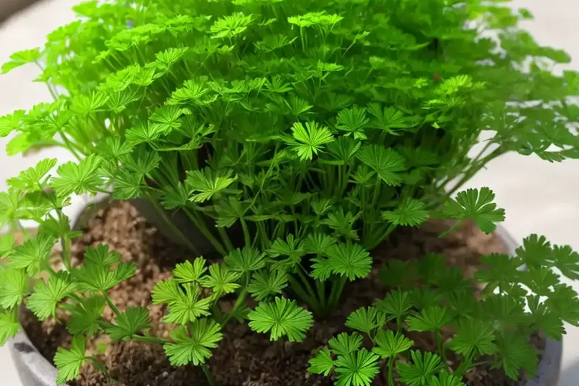 Parsley fern (cryptogramma crispa) — photo 3