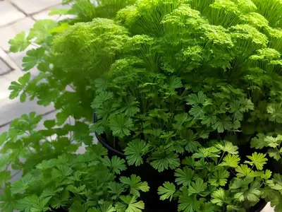 Parsley Fern (Cryptogramma Crispa)