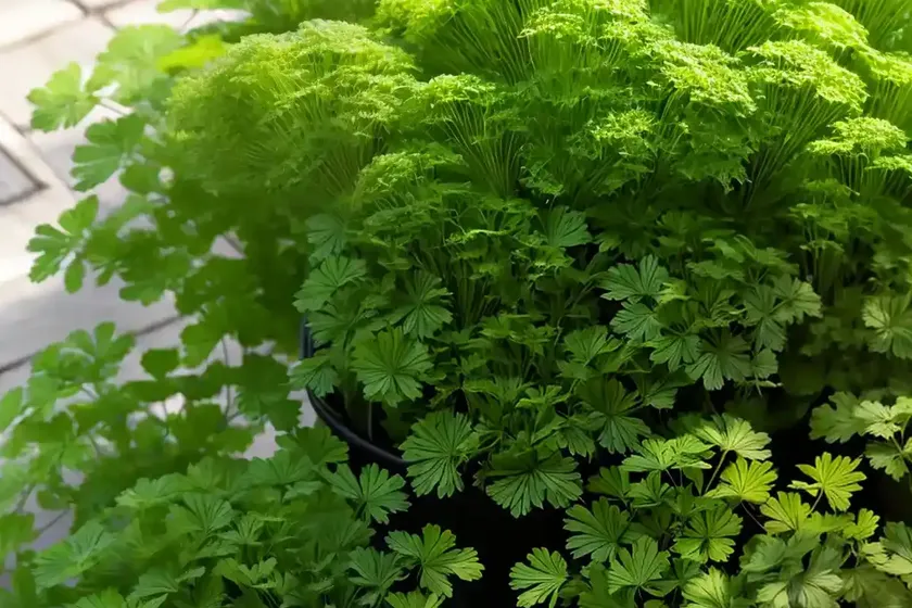 Parsley fern (cryptogramma crispa)