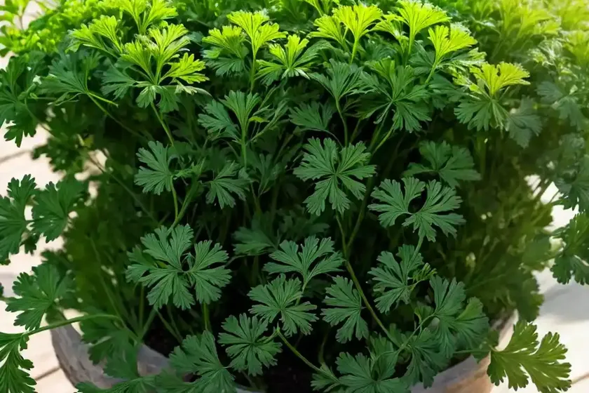Parsley (petroselinum crispum) — photo 2
