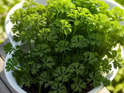 Parsley (Petroselinum Crispum)