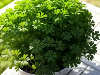 Parsley (Petroselinum Crispum)