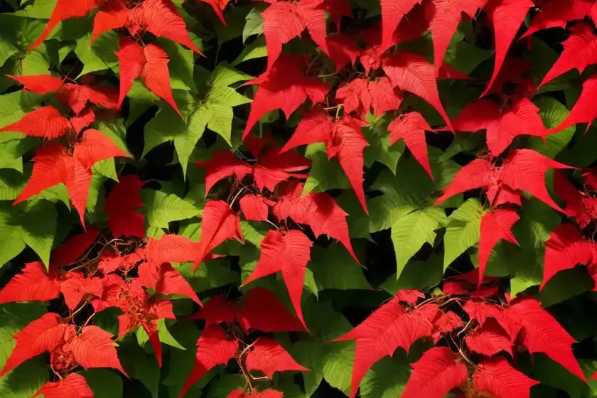 Parthenocissus henryana (chinese virginia creeper) — photo 2