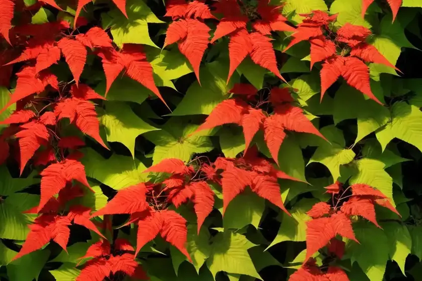 Parthenocissus henryana (chinese virginia creeper) — photo 3