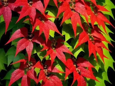 Parthenocissus Henryana (Chinese Virginia Creeper)