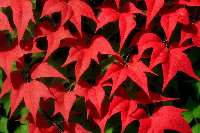 Parthenocissus quinquefolia (virginia creeper) — photo 3