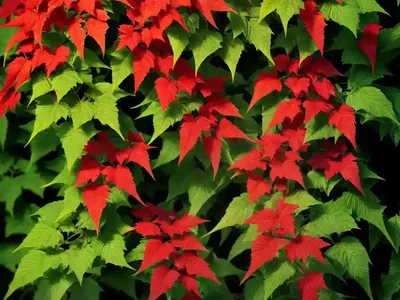 Parthenocissus Quinquefolia (Virginia Creeper)