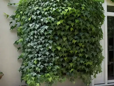 Parthenocissus Tricuspidata (Boston Ivy)