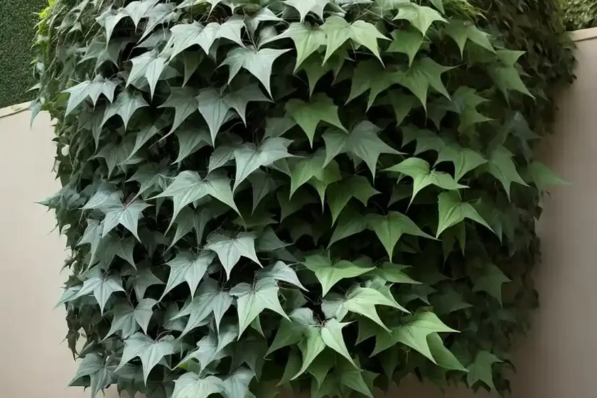 Parthenocissus tricuspidata ‘veitchii’ (boston ivy) — photo 2