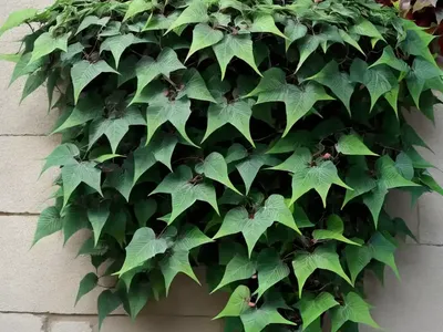 Parthenocissus Tricuspidata ‘Veitchii’ (Boston Ivy)