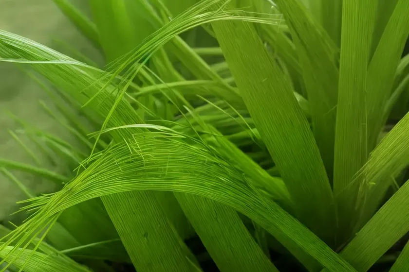 Paspalum humboldtianum (paspalum) — photo 3