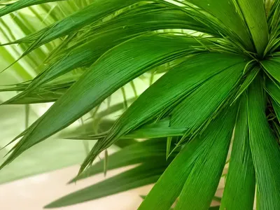 Paspalum Humboldtianum (Paspalum)