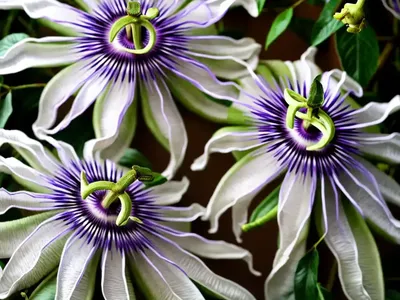 Passiflora ‘Lady Margaret’ (Passion Flower)