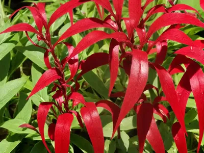 Patience Dock (Rumex Patientia)