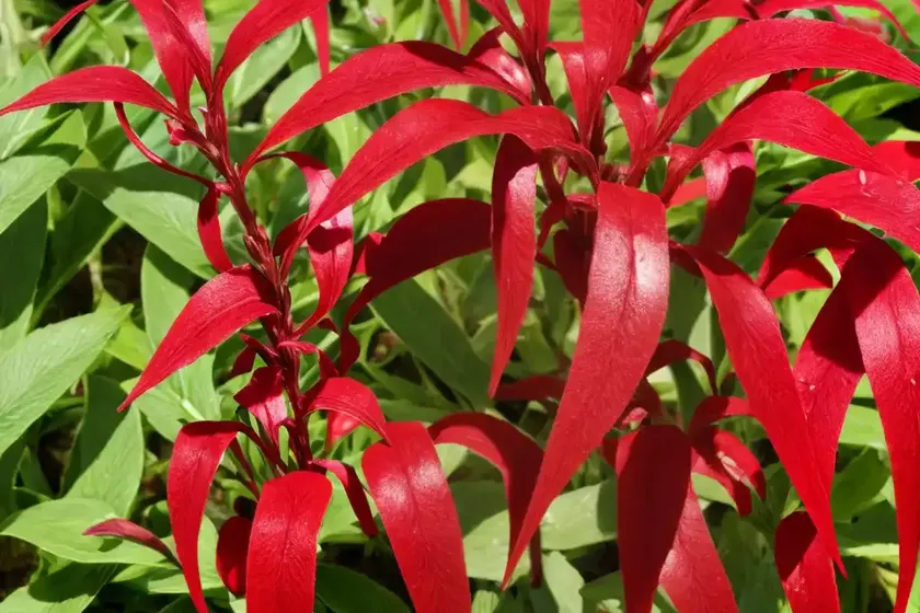 Patience dock (rumex patientia)