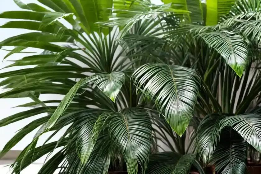 Paurotis palm (acoelorrhaphe wrightii) — photo 3
