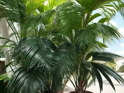 Paurotis Palm (Acoelorrhaphe Wrightii)