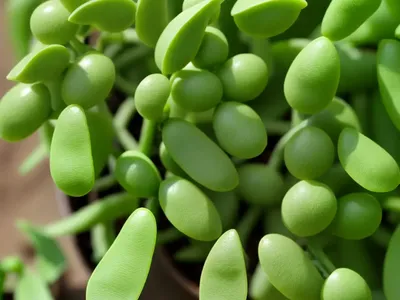 Pea (Pisum Sativum)