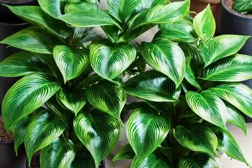Peacock plant (calathea makoyana) — photo 2