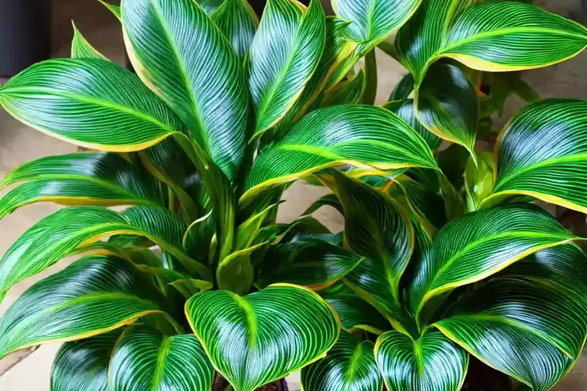 Peacock plant (calathea makoyana) — photo 3