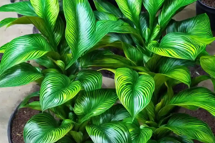 Peacock plant (calathea roseopicta) — photo 2