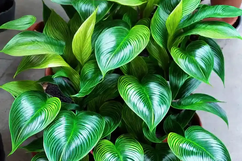 Peacock plant (calathea roseopicta)