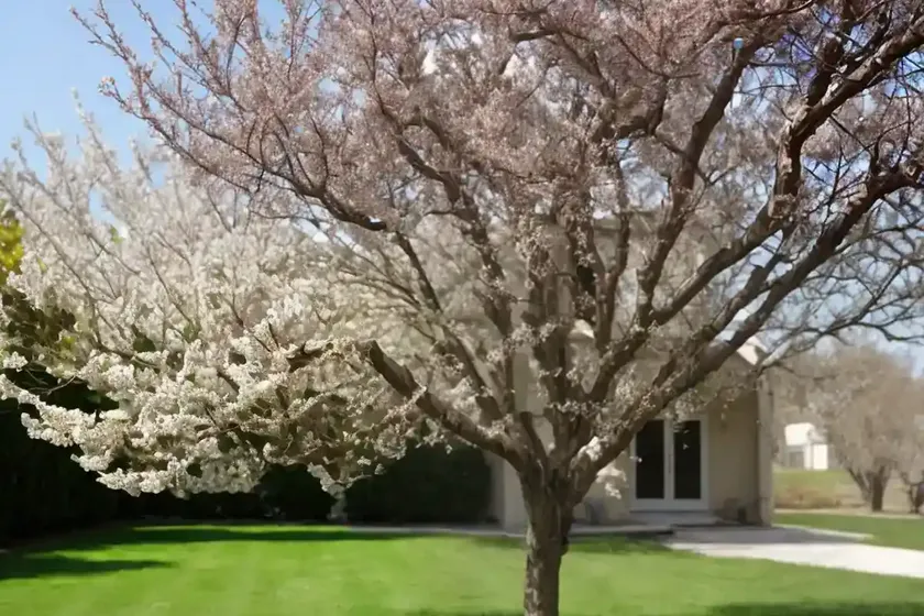 Pear tree (pyrus) — photo 3