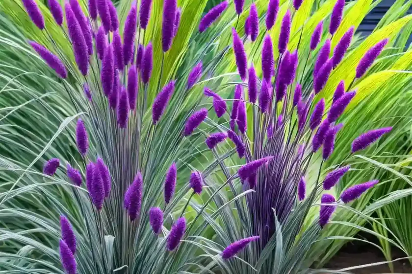 Pearl millet (pennisetum glaucum ‘purple majesty’) — photo 2