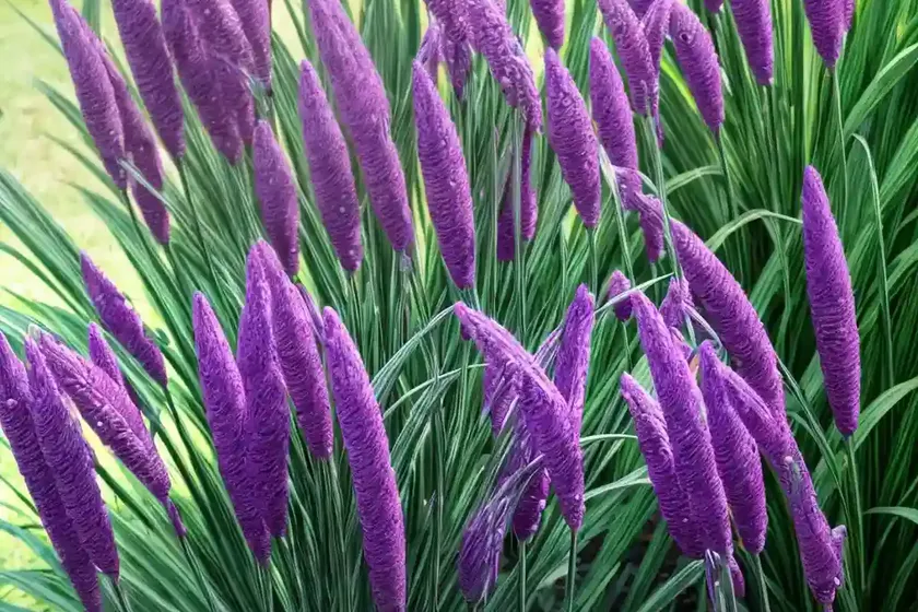 Pearl millet (pennisetum glaucum ‘purple majesty’) — photo 3