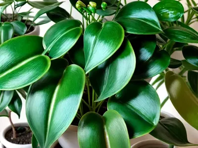 Pearls And Jade Pothos (Epipremnum Aureum ‘Pearls And Jade’)