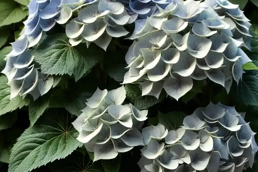 Peegee hydrangea (hydrangea paniculata) — photo 2