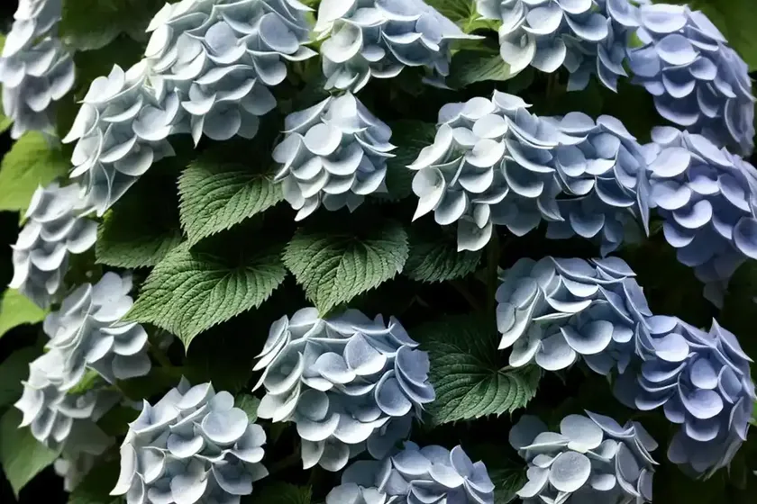 Peegee hydrangea (hydrangea paniculata) — photo 3