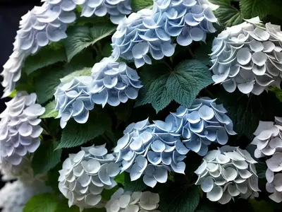 Peegee Hydrangea (Hydrangea Paniculata)