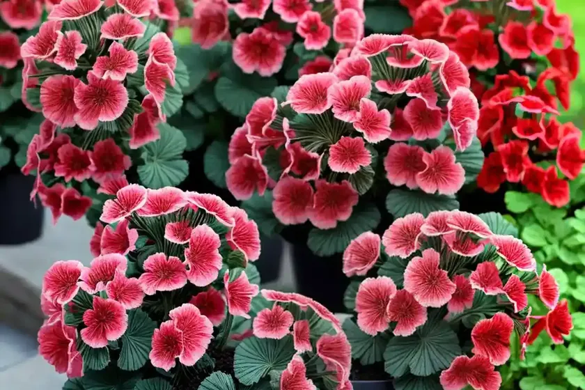 Pelargonium ‘black magic’ (pelargonium x hortorum) — photo 2