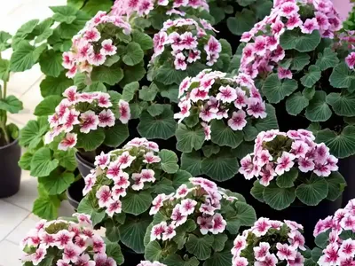 Pelargonium Peltatum ‘Cascade Sofie’ (Ivy Geranium)