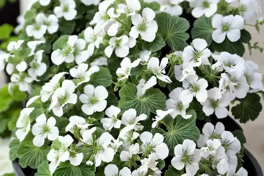 Pelargonium peltatum ‘cascade white’ (ivy geranium) — photo 2